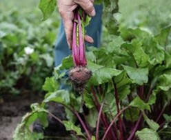 Blood Sugar Superfoods beets bring pulled up from teh ground