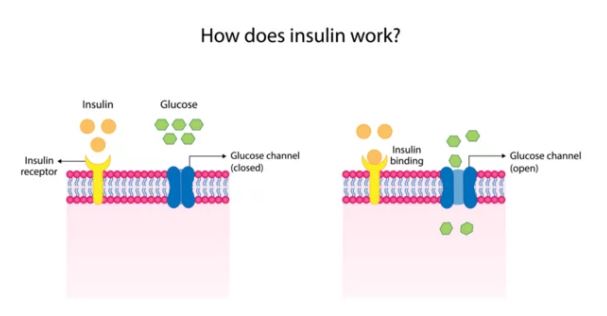 Insulin Resistance