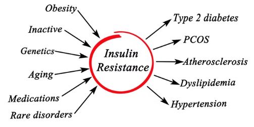 Insulin Sensitivity vs. Insulin Resistance