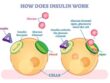 Insulin Resistance role of insulin