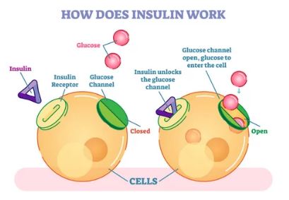 the role of insulin