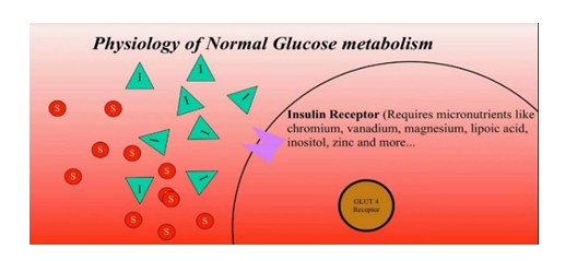 Diabetes Relief Guide to Blood Sugar Balancing; insulin response to the cells