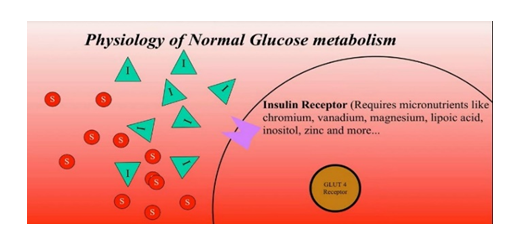 Guide to Blood Sugar Balancing; insulin response to the cells